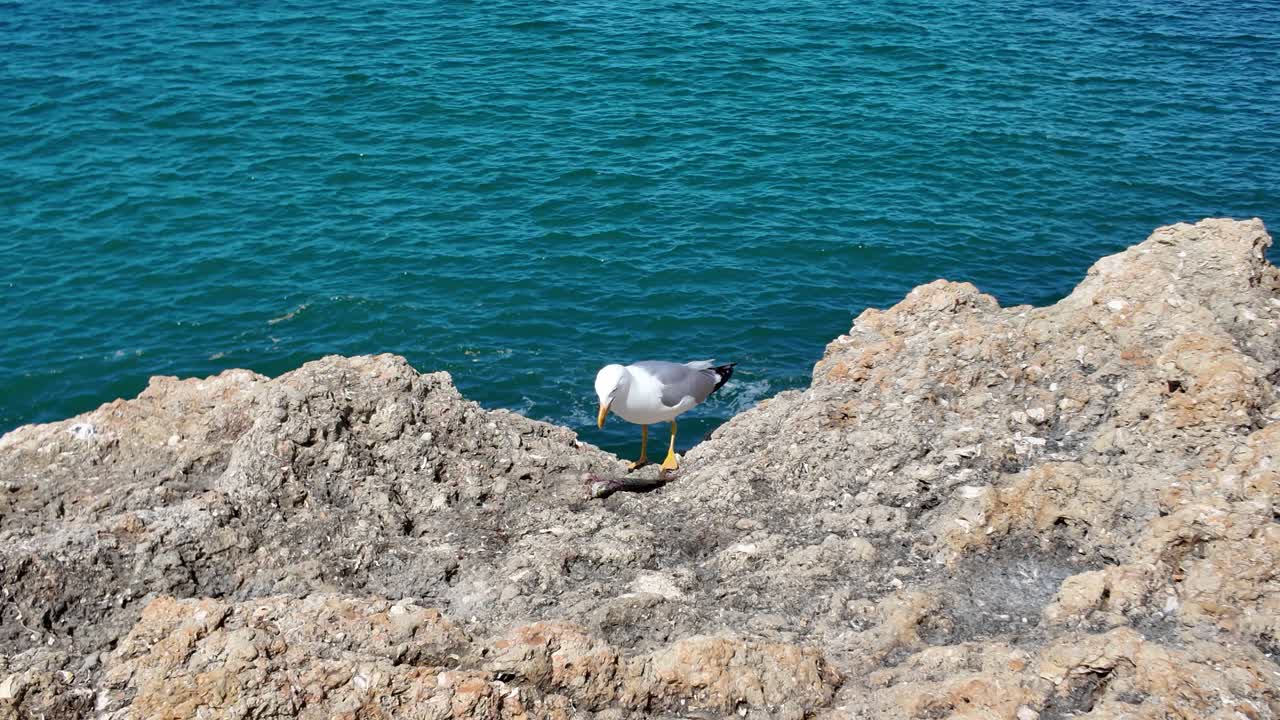 Solitary seagull on rocky edge above blue sea in Carvoeiro Portugal