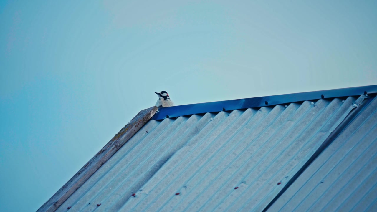 Great Spotted Woodpecker Bird Perches Above A Rustic Corrugated Metal Roof. Static Shot