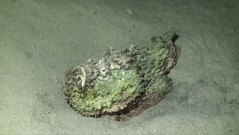 Real-Stonefish-lying-on-sand-in-the-Red-Sea-wide-angle-shot