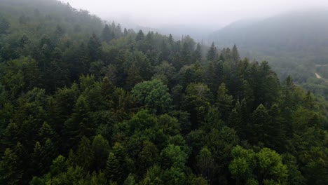 Aerial-view-low-over-foggy-forest,-on-a-dark,-gloomy-morning,-in-the-Carphatian-mountains,-Ukraine---rising,-drone-shot