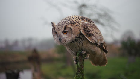 eagle owl perched on a branch in a misty environment