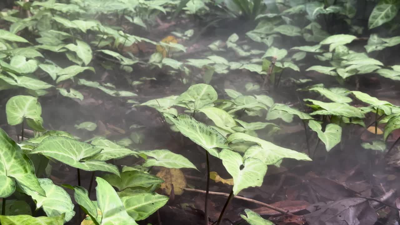 Low-angle view of smoke moving through lush arrowhead plants, natural light, steady camera, tranquil mood