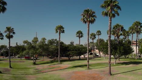 4k footage of palm trees in long beach, ca