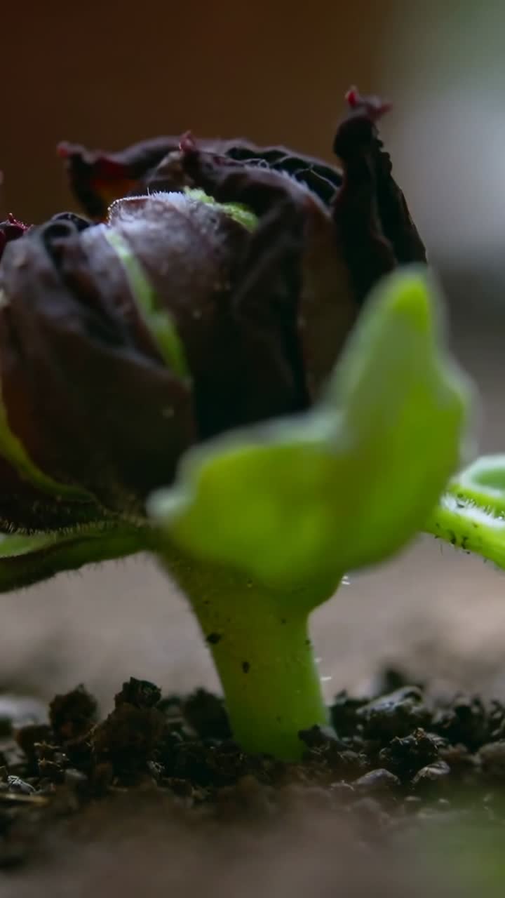 Vertical video: Lifting stem after watering, seedling in pot, seed coat peeling, cotyledons opening