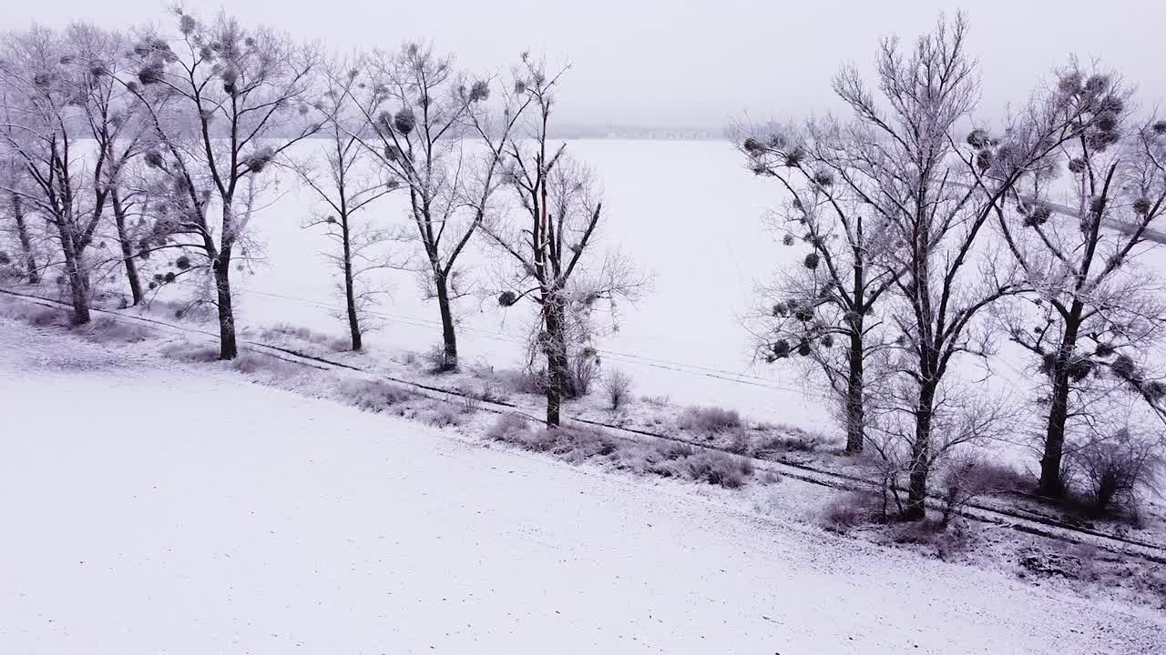 포플러 가로수 주변의 호를 그리며 비행하고 나무 왕관을 통해 이동
