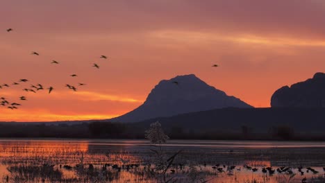 Flock-of-glossy-ibis-birds-flying-over-wetlands-at-dawn,-slow-motion