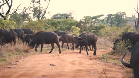 grazing african buffalo herd crossing dirt road in safari woodland