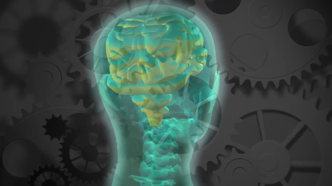 반투명한 머리와 뇌가 회전합니다.