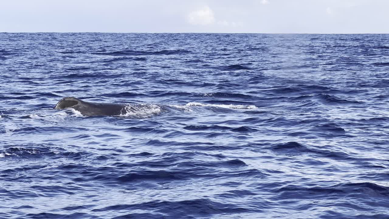 息継ぎのために深海から上がってきたマッコウクジラが、海面に浮かんでいる。
