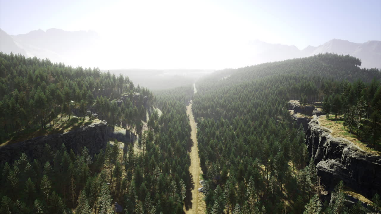 Serene forest landscape with a winding dirt path in daylight