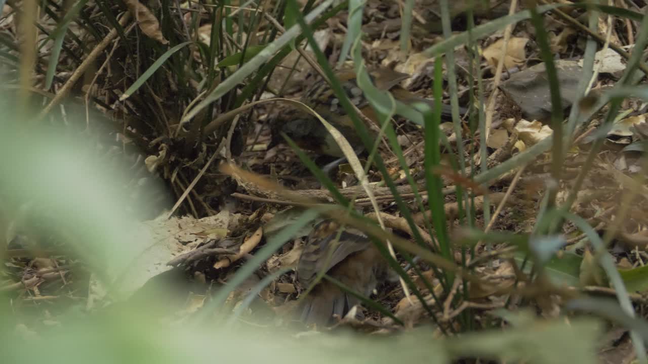 un par de logrunners australianos forrajeando en el desierto del retiro de la selva tropical de o'reilly en el interior de la costa dorada