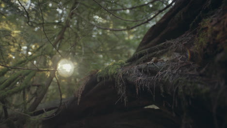 Closeup-of-Tree-Bark-and-dead-leaves-in-Cathedral-Grove-park-on-Vancouver-Island,-Canada