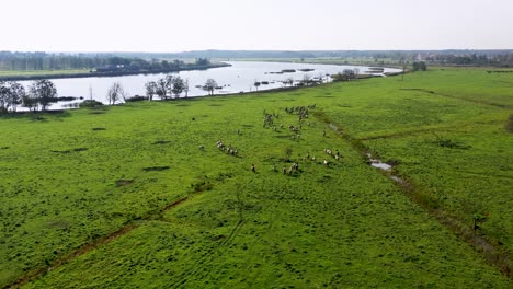 Eine-Vielzahl-Von-Pferden-Rast-In-Vollem-Schritt-Am-Flussufer-Entlang-Vor-Der-Kulisse-Einer-Atemberaubenden-Wiese