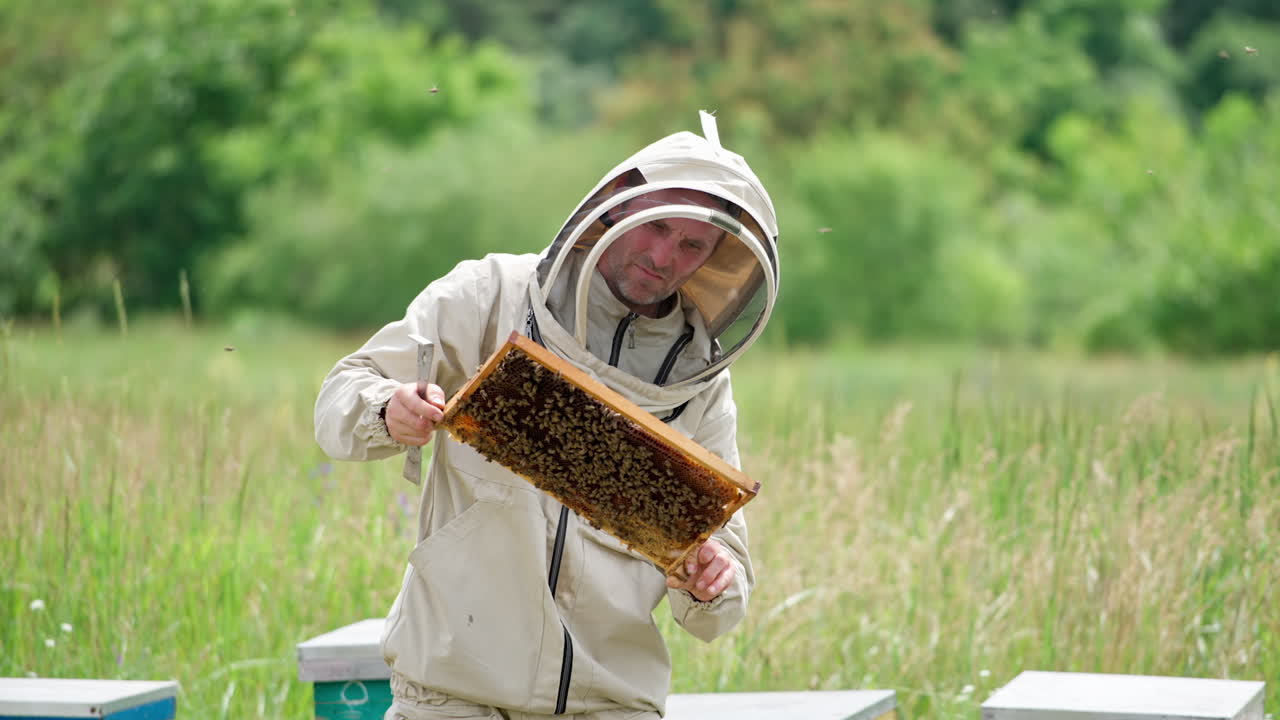 Attentive apiculturist looking thoroughly at the frame. Bees covering the frame and flying around the farmer. Nature background.