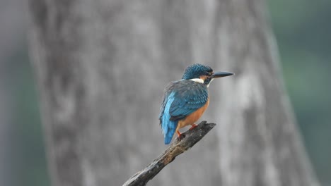 kingfisher in pond area waiting for pray .