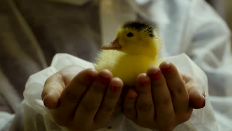 female hold mulard duckling in palms