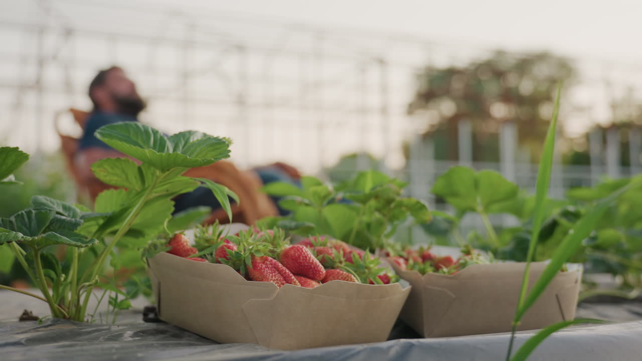 farmer relaxing on wooden rocker chair amid strawberry beds, gentle rocking motion in soft focus with close up ripe fruit in foreground and blurred greenhouse structure at golden hour