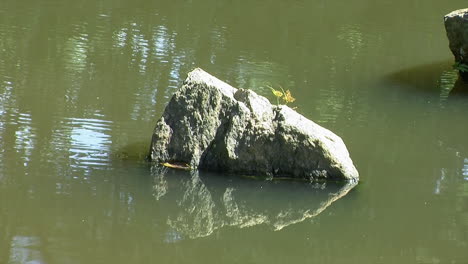 decorative rock standing in a pond in a japanese garden