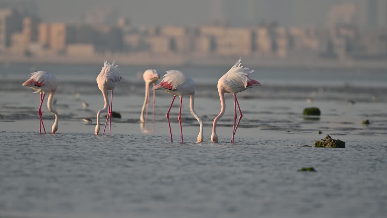 Migratory birds Greater Flamingos wandering in the shallow sea water marsh land at low tide - Bahrain city background