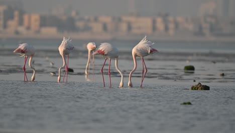aves migratorias grandes flamencos vagando en el mar poco profundo agua pantano tierra en la marea baja - fondo de la ciudad de bahrein