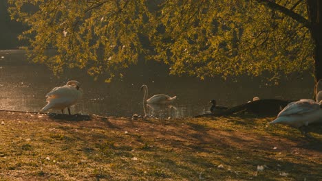 el seguimiento de movimiento disparado más allá de los cisnes por el lago al amanecer con una hermosa luz dorada