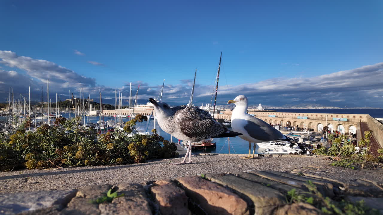 Seagulls perched on a stone wall with Port Vauban on the background