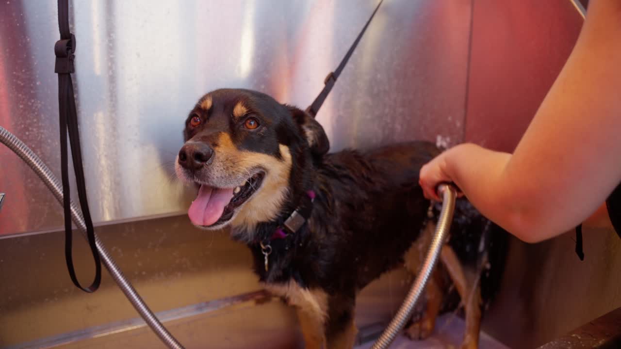 한 젊은 여성이 그녀의 개를 욕조 밖에서 목욕시니다.