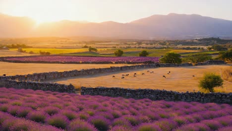 lavender field with sheep at sunrise