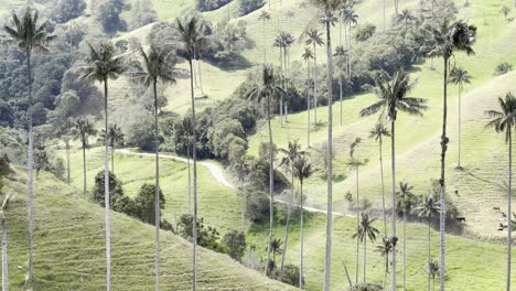 Iconic-Jeep-Willy-climbing-up-a-dirt-road-into-Valle-de-la-Samaria-near-the-town-of-Salamina-in-the-Caldas-department-of-the-Coffee-Axis-in-Colombia