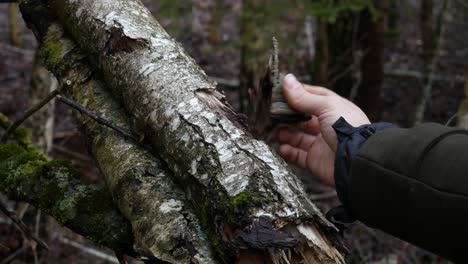 Pulling-and-tearing-a-mushroom-from-a-birch-tree-during-winter---close-up