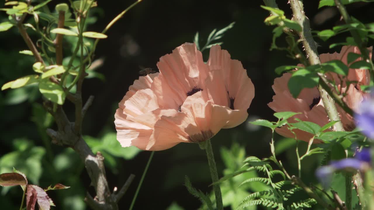 L'attrazione di un papavero rosa pallido sbocciato fa tornare un'ape, al rallentatore
