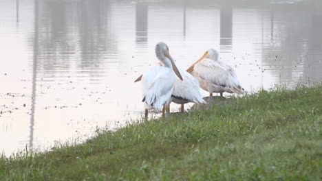 this is a video of several pelicans resting during winter migration