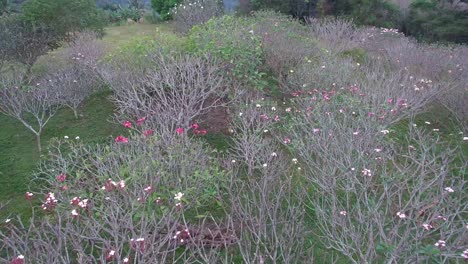 árboles de plumeria, vista superior