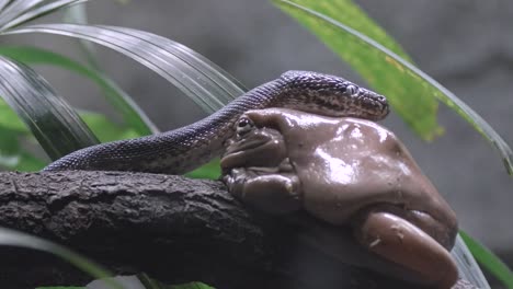 white tree frog on tree branch with savu island python looking around its habitat