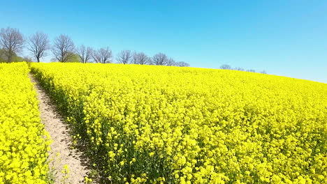 Flores-De-Colza-De-Color-Amarillo-Intenso-En-Flor,-Camino-A-Través-De-Los-Campos