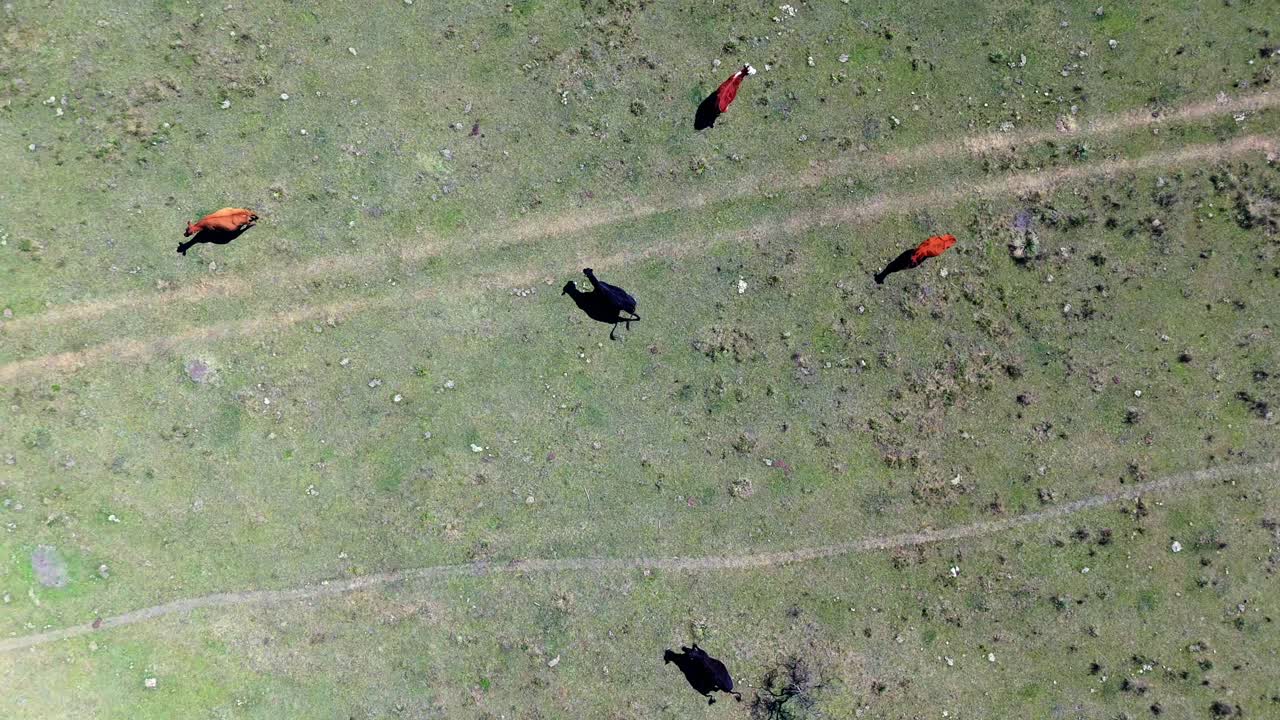 들판 에서 풀 을 고 있는 소 들 의 공중 사진