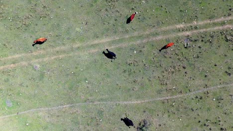 luchtbeeld van koeien die in een veld grazen