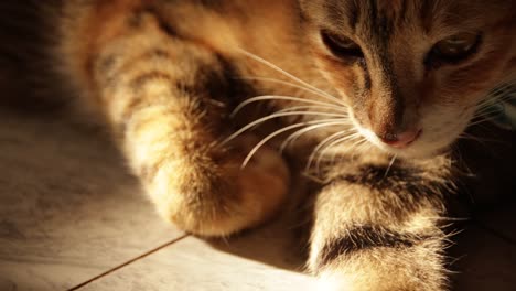 close up of a cute cambodian cat basking in the golden afternoon light