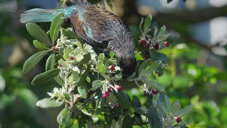 pájaro tui endémico que se alimenta del néctar de las flores de puhutukawa en nueva zelanda