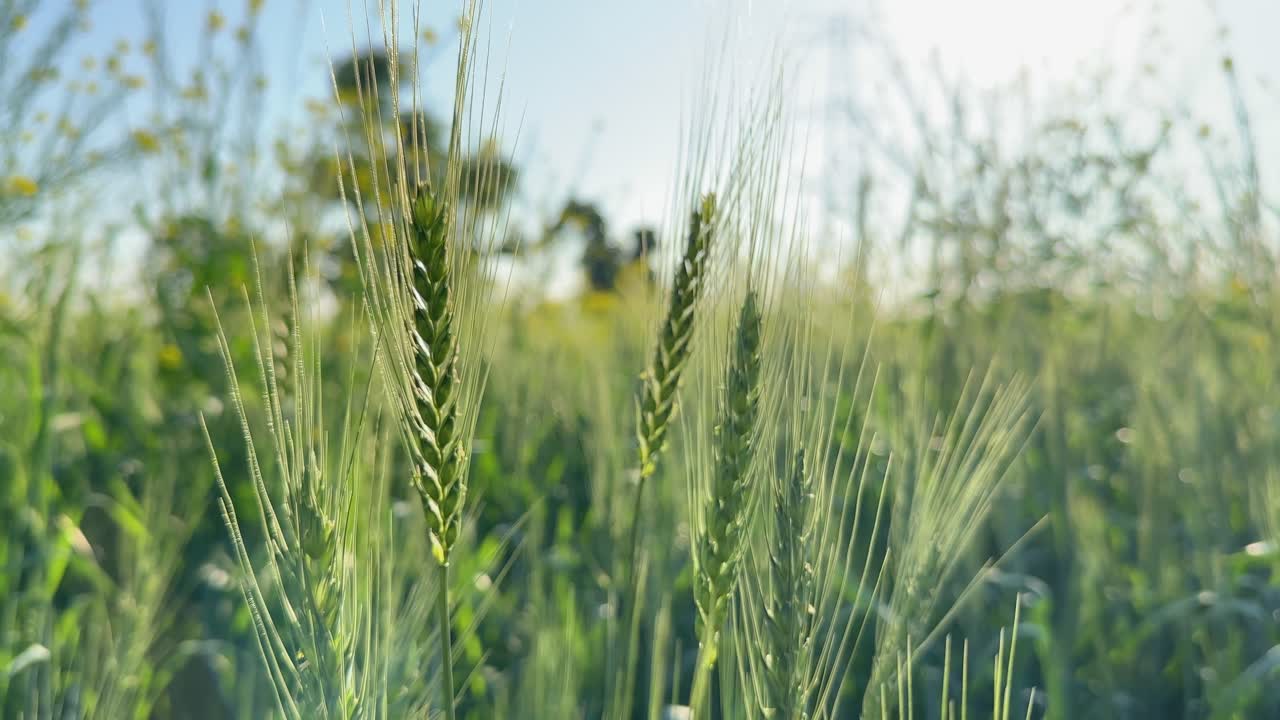 closeup of green yound ears of wheat crop at the field