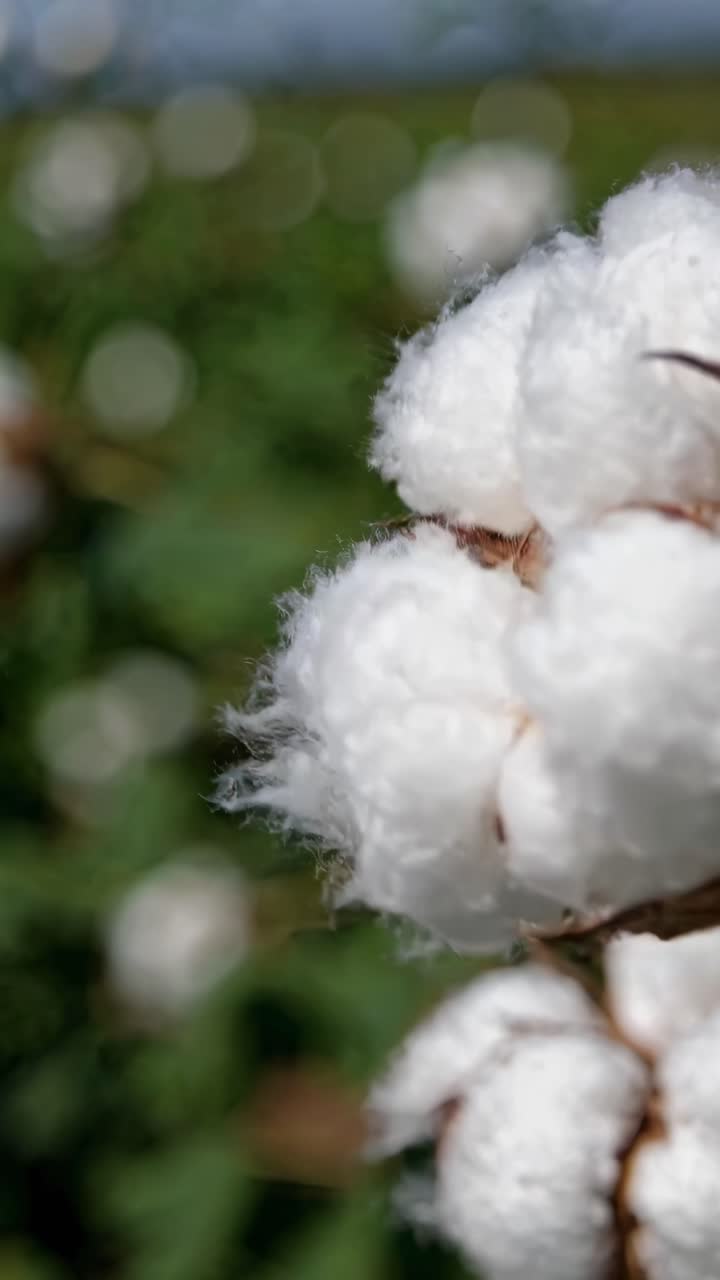 Close-up video of fluffy cotton bolls on a plant, shot from a side angle with a blurred green