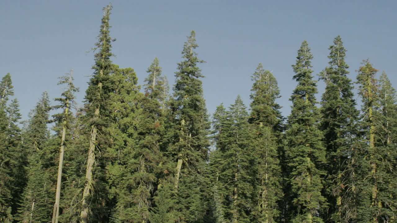 影子延伸到一棵树上