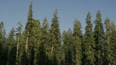 Shadows-stretch-over-a-stand-of-trees