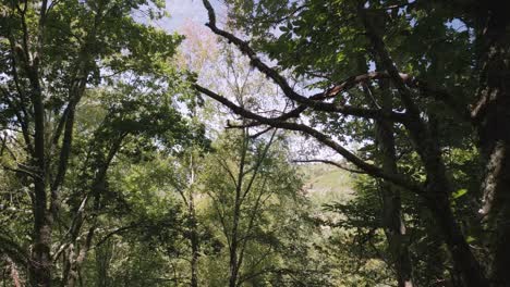 woods inside forestland near castro caldelas, ourense, spain