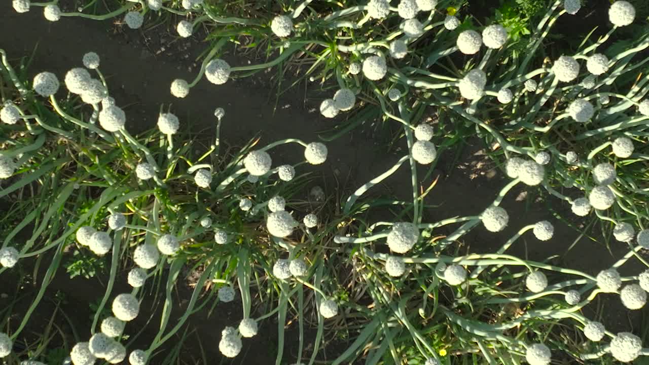 농장 들 에서 푸른 양파 가 꽃 을 피우고 채소 위 에 아오르는 독특 한 위상