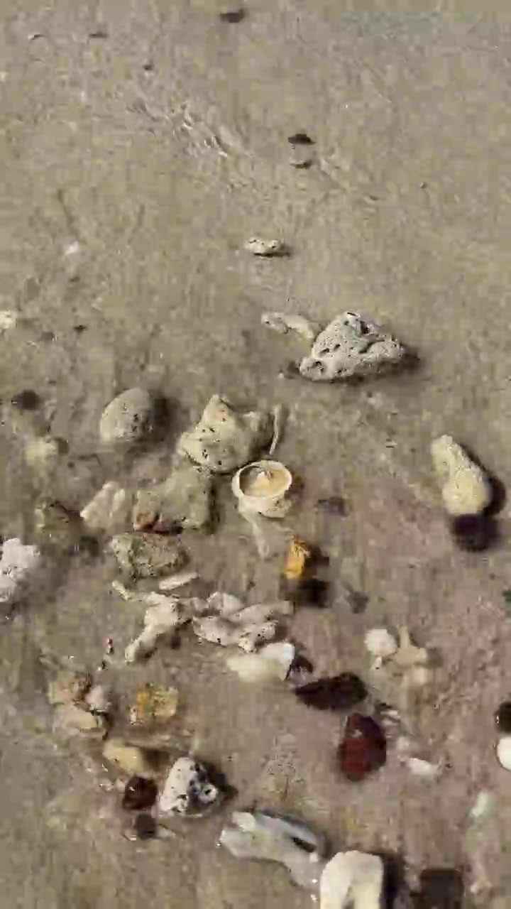 Clear Ocean Waves Washing Over Coral Fragments and Shells on Sandy Beach
