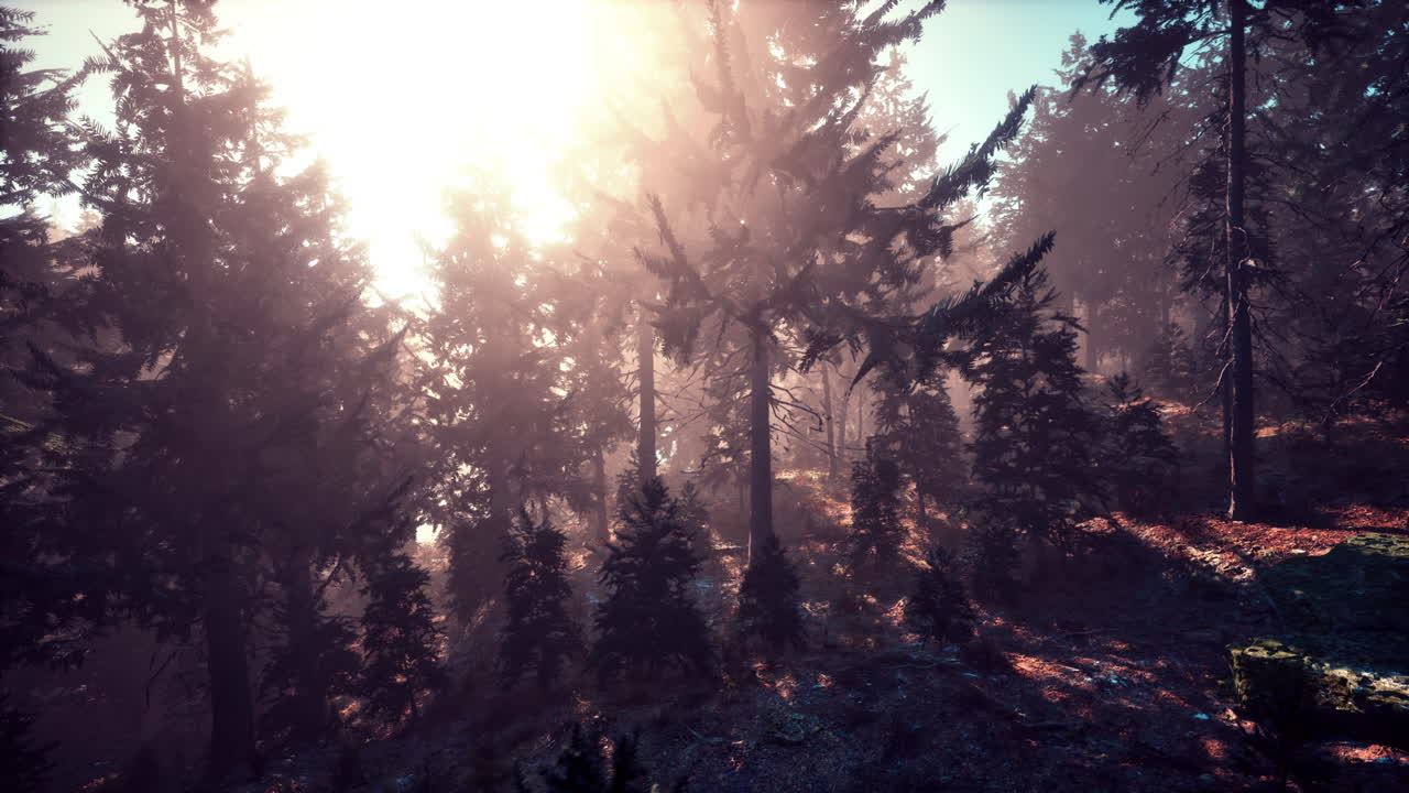 el sol brilla a través del bosque nebuloso