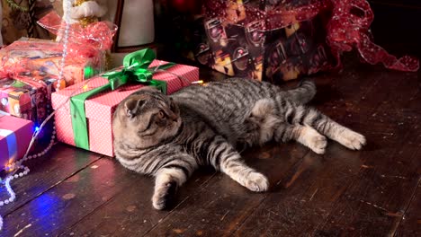 cat near the christmas tree and gifts