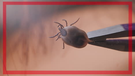 avisos de alerta roja de garrapatas, ixodes ricinus engorged lyme sostenido en pinzas, vista macro de cerca