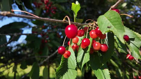 prunus avium cherry fruit on a branch outdoors